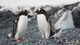 Image: Chinstrap penguins sleeping while standing
