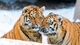 Картинка: Парочка тигрят нежатся друг с другом