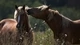 Картинка: Две лошади возле травы в поле
