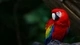 Картинка: Попугай ара с красным оперением сидит на дереве