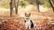 Image: Dog sitting posing on the background of dry leaves