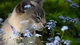 Image: The cat sniffs the flower
