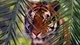 Картинка: Бенгальский тигр наблюдает из-за веток