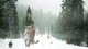 Картинка: Леопард гуляет в зимнем зелёном лесу