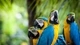 Image: Macaws parrots on the desktop