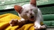 Картинка: Котёнок потягиваясь зевает