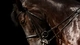 Картинка: Красивая лошадка в профиль на тёмном фоне