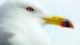 Image: Seagull in profile