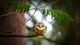 Image: Bug-eyed owl sitting on a branch