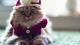 Картинка: Забавная кошка в вязаном рождественском костюме и шапке с бантиком
