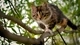 Картинка: Котёнок с опаской крадётся по ветке дерева
