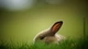 Картинка: Кролик спрятался в траве