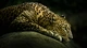Картинка: Леопард лежит на камне