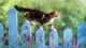 Картинка: Пушистый котёнок идёт по заборчику