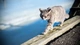 Картинка: Кот идёт по доске