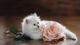 Картинка: Пушистый белый котёнок с розой