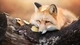 Картинка: Рыжая лисица лежит на старом дереве