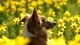 Картинка: Рыжая собака в поле из жёлтых цветов