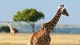Image: Giraffe in the savanna