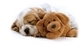 Картинка: Милый щенок спит рядом с плюшевой игрушечной собачкой