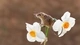 Картинка: Мышь-малютка сидит на цветке нарцисса