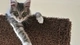 Картинка: Серая кошка лежит на спинке дивана