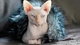 Image: Unhappy cat breed sphynx