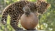 Картинка: Маленький детёныш леопарда играет возле каменного шара