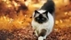 Картинка: Сиамская кошка гуляет по опавшей осенней листве