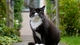 Картинка: Чёрно-белый котик сидит на дорожке