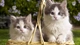 Картинка: Два котёнка в корзине