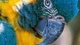 Картинка: Жёлто-синий попугай макро