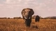 Image: Two elephants in the field