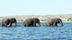Картинка: Слоны идущие по реке