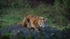Картинка: Полосатый хищник тигр сидит на бугре