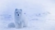 Картинка: Полярная лисица зимой