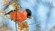Картинка: Красный снегирь  держит веточку