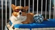 Картинка: Деловая собачка в очках лежит на скамье