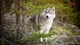 Image: Husky in a coniferous forest