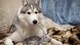 Image: Husky with a kitten