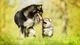 Картинка: Собака со щенком бегут по зелёной траве