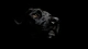 Картинка: Чёрный лабрадор на чёрном фоне