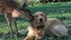 Картинка: Собака и оленёнок на лужайке