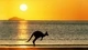 Картинка: Кенгуру скачет на берегу моря