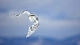 Картинка: Полярная сова в полёте