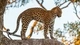 Картинка: Африканский леопард стоит на стволе дерева