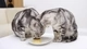 Картинка: Две кошки сидя на столе пробуют желе