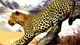 Image: Spotted leopard sneaks