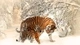 Картинка: Тигрица с тигрёнком зимой