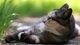 Картинка: Отдыхающая кошка лежит в тенёчке